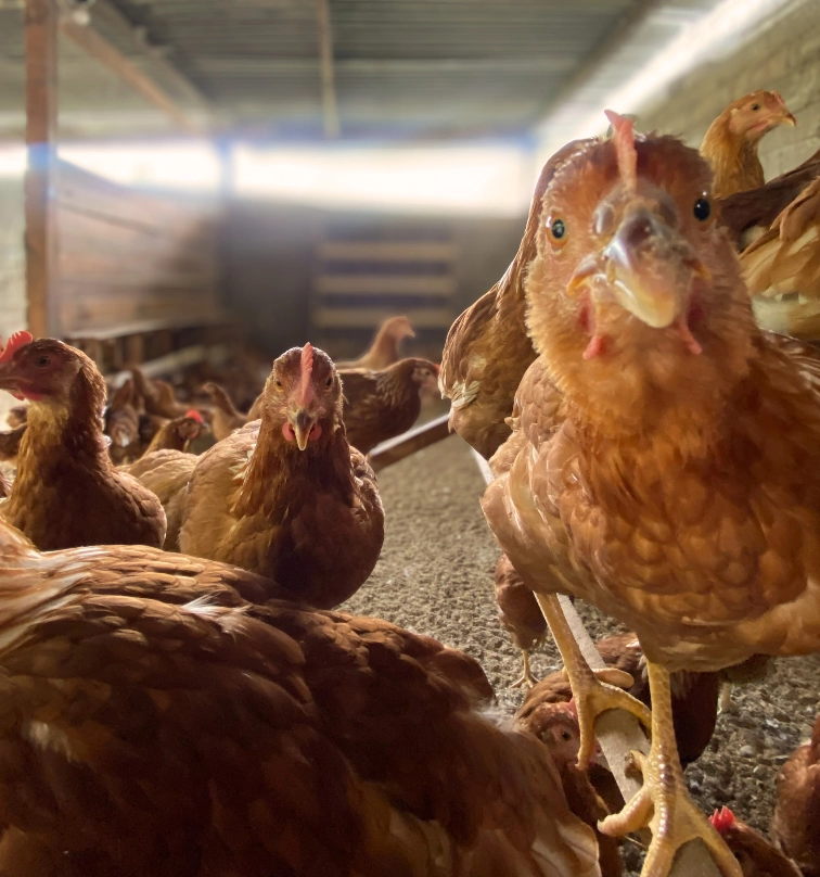 Gallinas felices