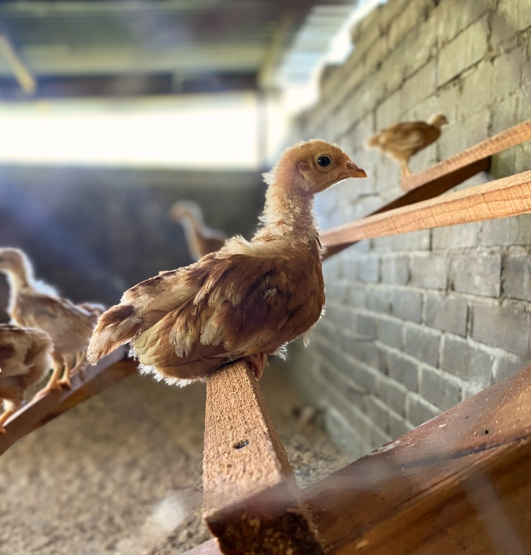 Gallinas