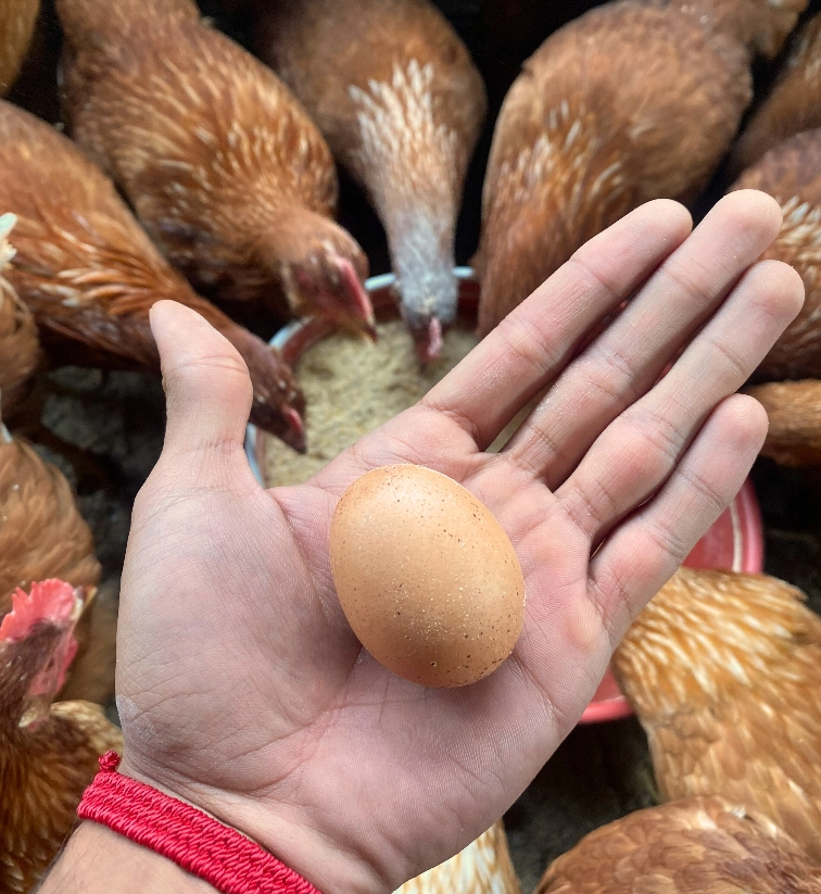 Huevos recién recolectados